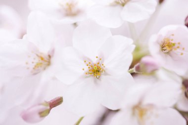 Narin beyaz kiraz çiçekleri bahar mevsiminin başlarında çiçek açar.