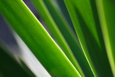 Güzel yeşil yapraklar, yakın plan, doğal arkaplan