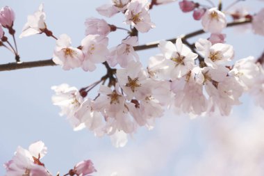 İlkbaharda kiraz ağacının çiçek açması. 