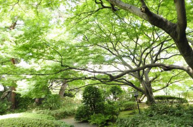 Yeşil ağaçları ve patikası olan güzel bir yaz bahçesi        