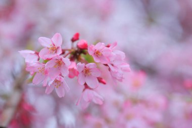 Japonya 'da kiraz çiçekleri, Tokyo