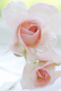 Su damlalı güzel gül yapraklarını kapatın.                  