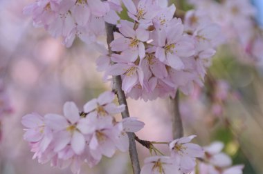 Bahçedeki güzel çiçekler, baharda açan ağaçlar.