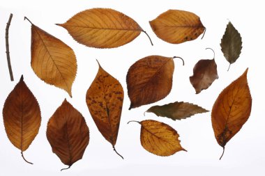 Kuru Sonbahar Yaprakları Beyaz Arkaplanda İzole Edildi