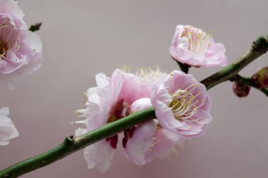 Çiçeklerle çiçek açan erik ağacı dalları 