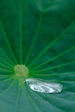 Su damlası yeşil nilüfer yaprağına düşer.
