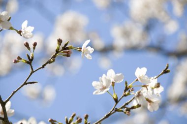 Bahar mevsiminde kiraz ağacının güzel çiçekleri