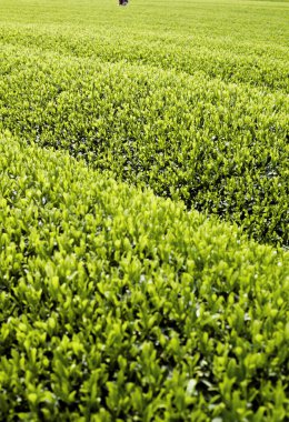 Dağlık arazideki çay tarlası.  