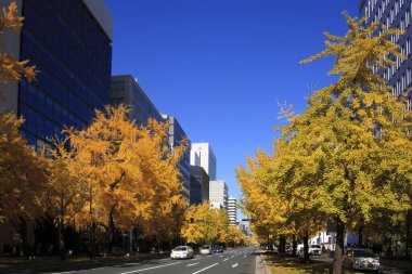 Tokyo caddesinde renkli ağaçlar, Japonya 