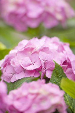 Bahçedeki pembe çiçek