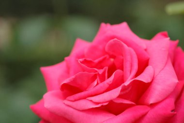 Bahçede kırmızı gül