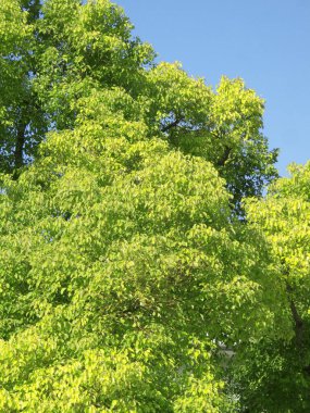 Yeşil ağaç yaprakları, doğa bitki örtüsü.