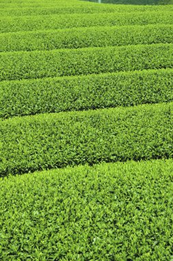 Çay tarlası, yeşil çay tarlası.