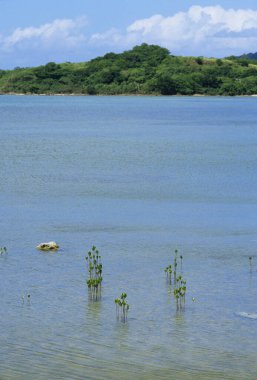 Genç mangrov bitkileri sığ kıyı sularında yetişiyor.