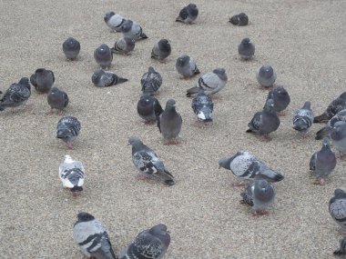 Caddedeki güvercinlerin manzarasını kapat.