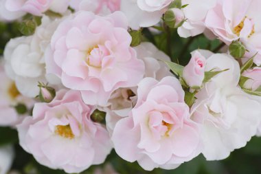 Bahçedeki güzel pembe güllerin yakın görüntüsü