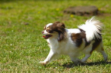 Parktaki sevimli chihuahua köpeği