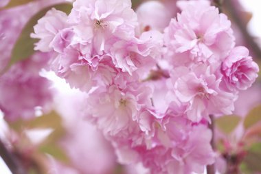 İlkbaharda dalda pembe kiraz çiçekleri