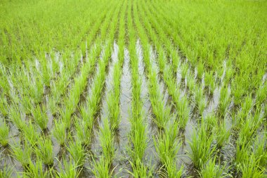 Tayland 'daki pirinç tarlaları