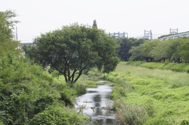 Çin 'de güneşli bir günde güzel yeşil park manzarası 