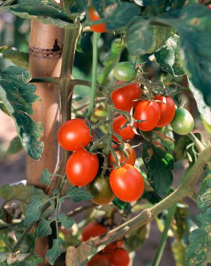 Bahçede yetişen kırmızı ve yeşil domateslerin yakın çekim görüntüsü