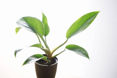 Beyaz arkaplanda saksı yeşil bitki