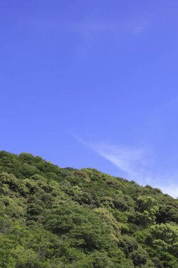Ormanda güzel yeşil ağaçlar ve mavi gökyüzü    