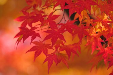 kırmızı akçaağaç yaprakları, sonbahar yaprakları arka plan