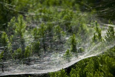 Ağdaki örümcek ağı