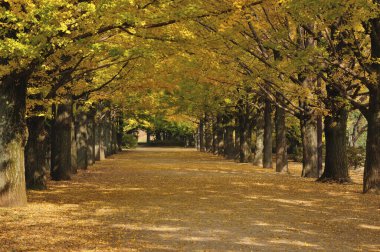 Sarı ağaçları ile sonbahar park sokakta