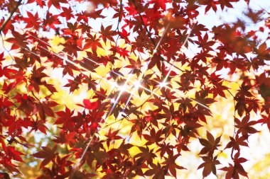Kırmızı akçaağaç yaprakları. sonbahar arkaplanı