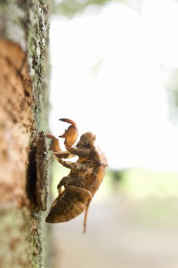 Doğadaki kahverengi böceğin yakın görüntüsü