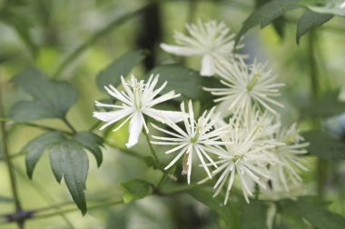 güzel çiçekler, doğa ve bitki konsepti