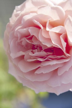 Bahçedeki güzel beyaz gülü kapat, makro manzaralı. 