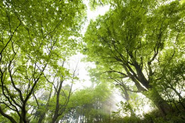 Sabah güzel bir orman