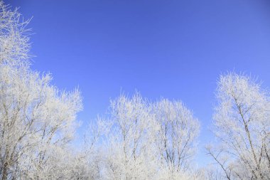 Karla kaplı ağaçlarla kaplı kış manzarası