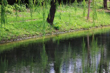 Su yansıtmalı nehir, yeşil ağaçlar