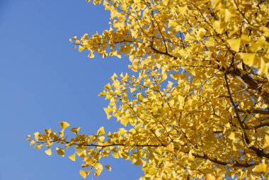 Altın sonbahar ginkgo ağacı yaprakları