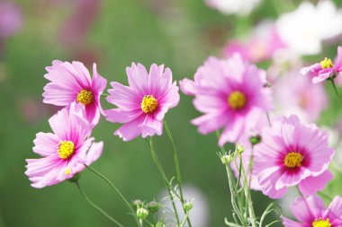 Güzel çiçekler, yakın görüş, doğa konsepti.