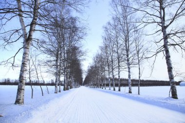 Karla kaplı ağaçlarla kaplı ormanda kış yolu