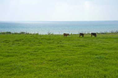 Deniz kenarındaki yeşil alanda otlayan inekler.