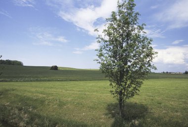Tarlada yapayalnız ağaç