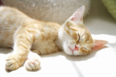 Şirin evcil kedi manzarası