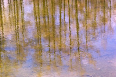  Doğanın arka planında suya yansıyan ağaçlar