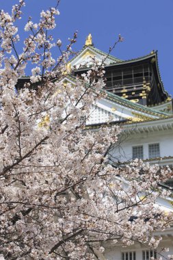 Japonya 'da kiraz çiçekleri olan güzel bir Osaka kalesi.