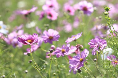 Bahçedeki güzel kozmos çiçekleri