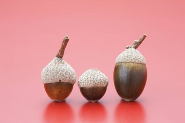 Pürüzsüz kırmızı yüzeyde üç meşe palamudu