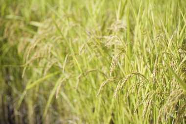 Tarladaki pirinç bitkilerinin kulakları, yakın görüş