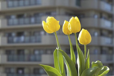 Bahçedeki sarı laleler 