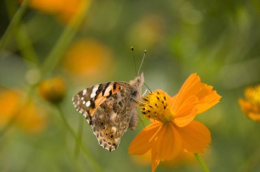 Güzel turuncu çiçeğin üzerindeki kelebeğin yakın çekim görüntüsü    